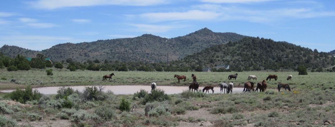 Western Horse Watchers